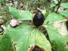 Trillium albidum parviflorum