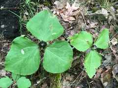 Trillium albidum parviflorum