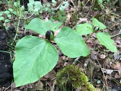 Trillium albidum parviflorum