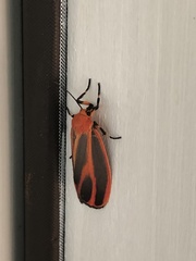 Hypoprepia miniata
