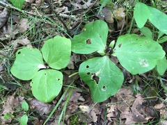 Trillium albidum parviflorum