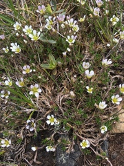 Cherleria marcescens