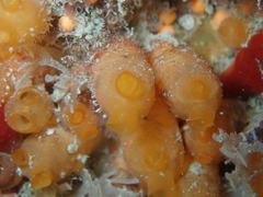 Stolonica socialis