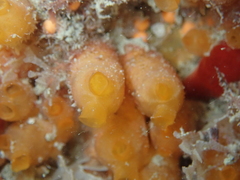 Stolonica socialis