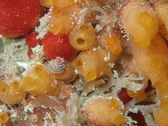 Stolonica socialis