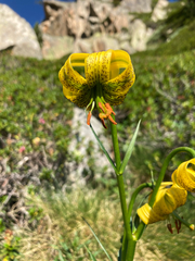 Lilium pyrenaicum