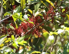 Helixanthera obtusata