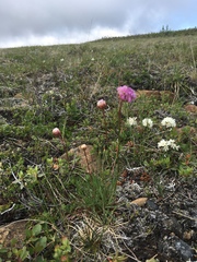 Armeria maritima sibirica
