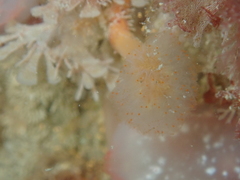 Aplidium punctum
