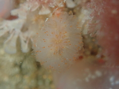 Aplidium punctum