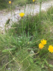 Leontodon saxatilis saxatilis