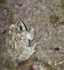 Anaxyrus microscaphus