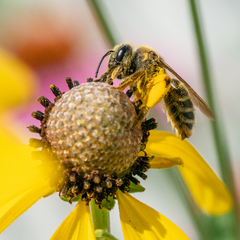 Andrena rudbeckiae