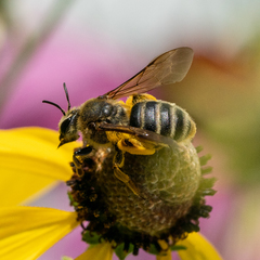 Andrena rudbeckiae