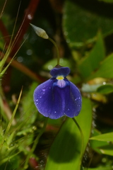 Utricularia arcuata