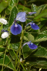 Utricularia arcuata