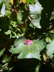 Eleutherodactylus modestus