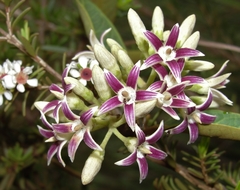 Parsonsia flexuosa