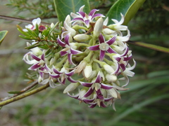 Parsonsia flexuosa