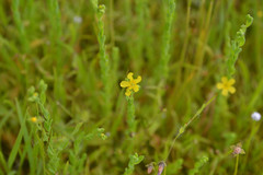 Linum sulcatum