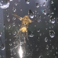 Atrypanius leucopyga