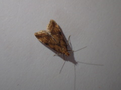 Brachmia blandella
