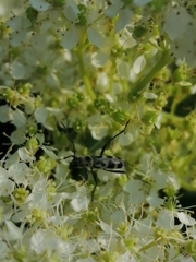 Chlorophorus herbstii