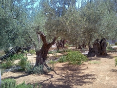 Olea europaea