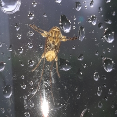 Atrypanius leucopyga