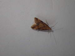 Brachmia blandella