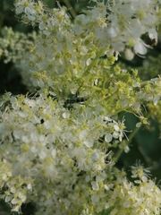 Chlorophorus herbstii