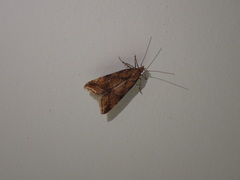 Brachmia blandella
