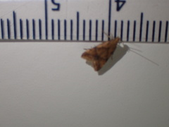 Brachmia blandella