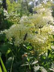 Chlorophorus herbstii