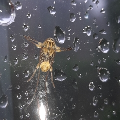 Atrypanius leucopyga