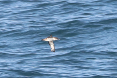 Puffinus mauretanicus