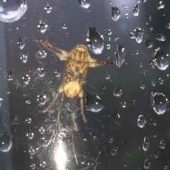 Atrypanius leucopyga