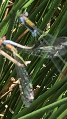 Lestes sponsa