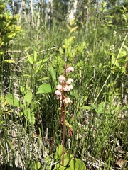 Pyrola asarifolia asarifolia