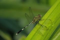 Orthetrum sabina