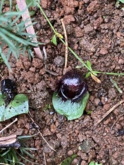 Corybas fimbriatus