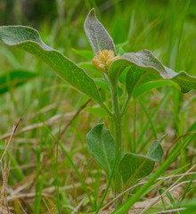 Asclepias ovalifolia