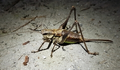 Paratlanticus ussuriensis