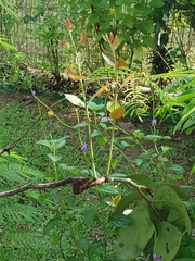 Dendrophthoe pentandra