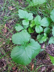 Geum