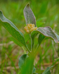 Asclepias ovalifolia