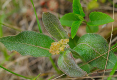 Asclepias ovalifolia