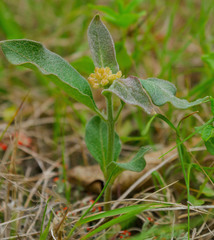 Asclepias ovalifolia