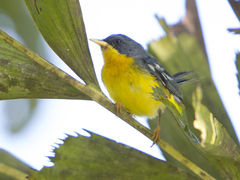 Setophaga pitiayumi