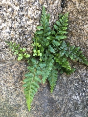 Asplenium billotii